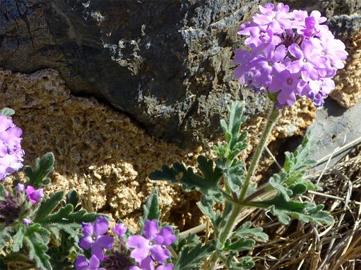 Purple Prairie Verbena; Purple flowers and furry green leaves - glandularia bipinnatifida (purple prairie verbena) at Fort Bowie National Historic Site, Arizona
