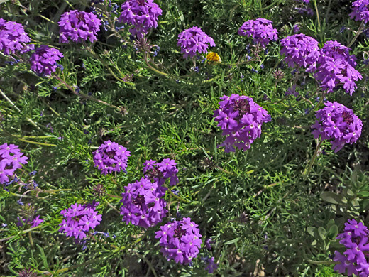 Moss Verbena; Purple flower clusters of glandularia pulchella, at Boyce Thompson Arboretum, Arizona