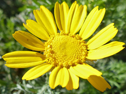 Garland Daisy; Glebionis coronaria (garland daisy), Sunset Cliffs, San Diego, California