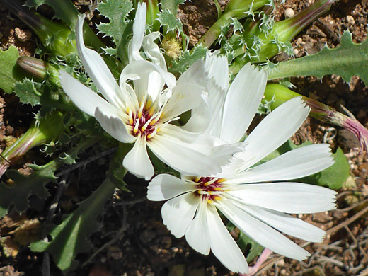 Holy Dandelion; Two white flowerheads of glyptopleura setulosa, Anasazi Valley, Santa Clara River Reserve, Utah