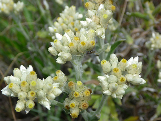 Two-Toned Everlasting; Flower clusters of gnaphalium bicolor (two-toned everlasting), along the trail to Valencia Peak in Montana de Oro State Park