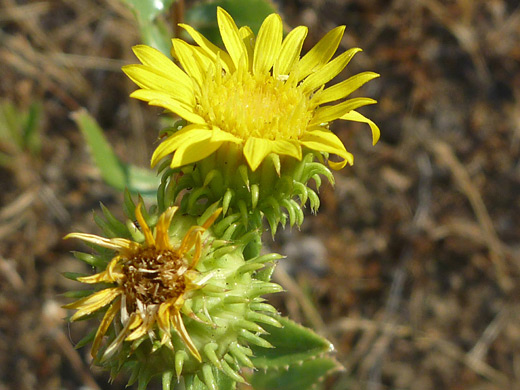 Great Valley Gumweed; Grindelia camporum, beside Hwy 120  in the Stanislaus National Forest, California