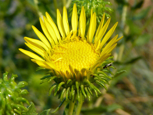 Curly Cup Gumweed; Yellow flowerhead with curly green phyllaries - grindelia squarrosa (curly cup gumweed), City of Rocks National Reserve