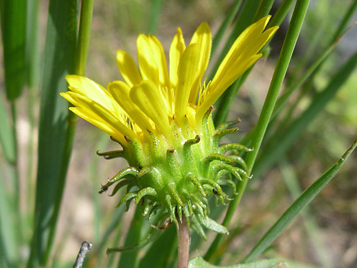 Subalpine Gumweed; Grindelia subalpina (subalpine gumweed), along the Fern Lake Trail, Rocky Mountain National Park, Colorado