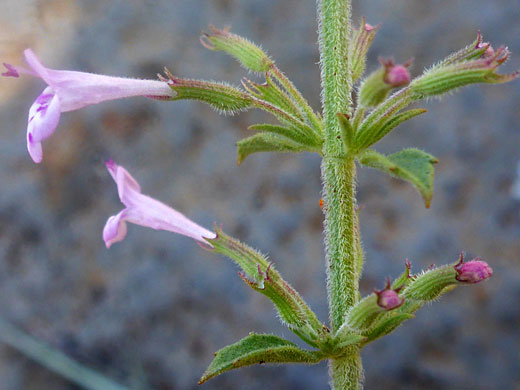 Oblongleaf False Pennyroyal; Hedeoma oblongifolia (oblongleaf false pennyroyal), Pomeroy Tanks, Sycamore Canyon, Arizona