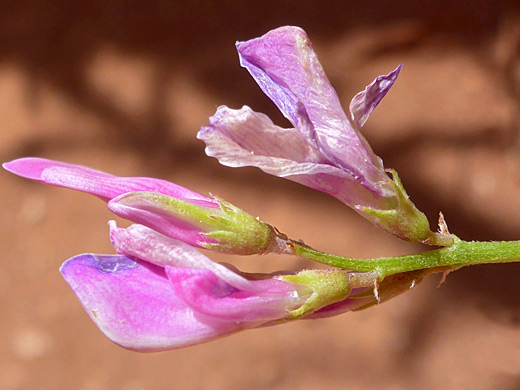 Utah Sweetvetch; Utah sweetvetch (hedysarum boreale), Talus Canyon, New Mexico