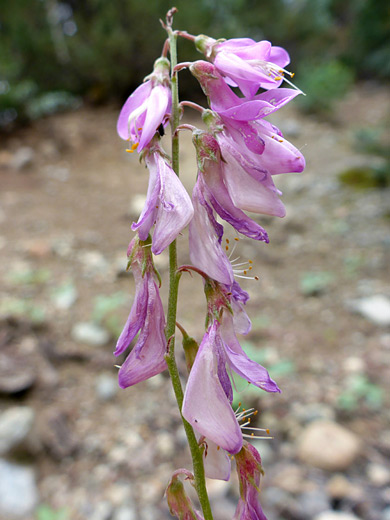 Western Sweetvetch ; Pendant pink flowers of hedysarum occidentale - Arrastra Basin Trail, San Juan Mountains, Colorado