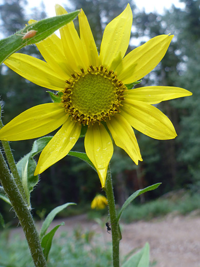 Parry's Dwarf-Sunflower; Large yellow flowerhead - helianthella parryi along Geyser Basin Road, La Sal Mountains, Utah