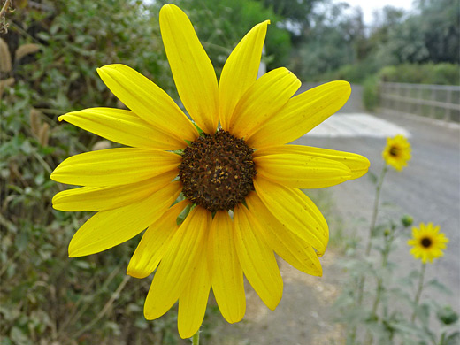 Common Sunflower; Flower head of helianthus annuus, the common sunflower - Niagara Springs, Idaho