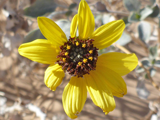 Showy Sunflower; Helianthus niveus (showy sunflower), Algodones Dunes, California