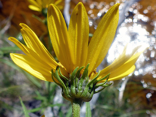 Nuttall's Sunflower; Florets and phyllaries of helianthus nuttallii ssp nuttallii, Rabbit Creek, Yellowstone National Park, Wyoming