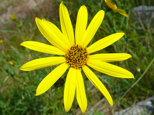 Showy Goldeneye; Heliomeris multiflora (showy goldeneye) flower with 14 yellow petals, Yellowstone National Park