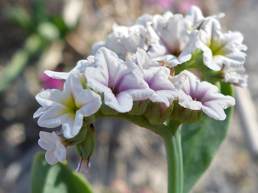 Salt Heliotrope; Compact cluster of white flowers; heliotropium curassavicum, Ash Meadows National Wildlife Refuge, Nevada