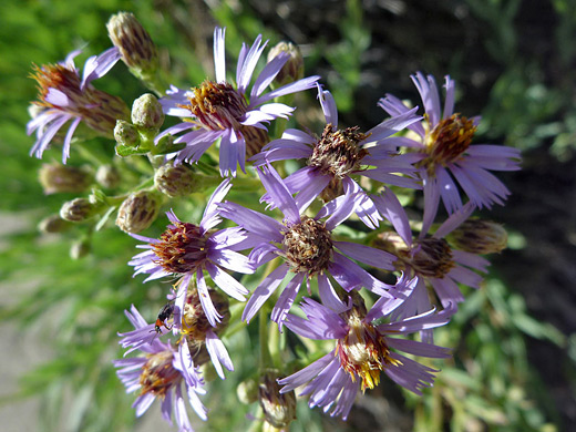 Gray Aster; Cluster of flowers and buds of herrickia glauca (gray aster) on Penistaja Mesa, New Mexico