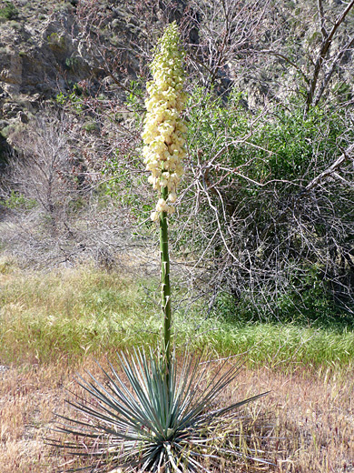 Chaparral yucca, hesperoyucca whipplei