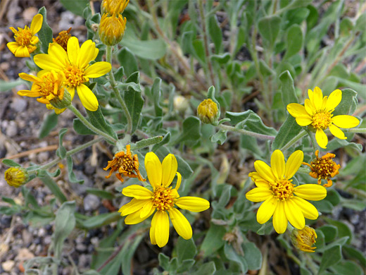 Golden Aster; Yellow flowers, buds and hairy green leaves - golden aster (heterotheca villosa), Grand Teton National Park