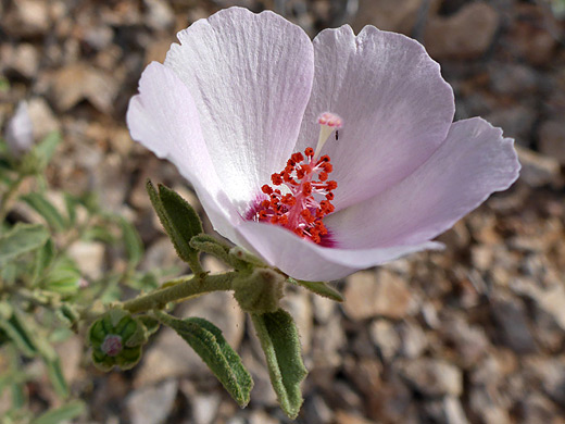 Paleface Rock Hibiscus; Red anthers of hibiscus denudatus - Pinkley Peak, Organ Pipe Cactus National Monument, Arizona