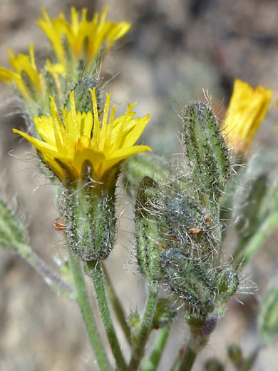 Prickly Hawkweed; Hieracium horridum (prickly hawkweed), Cottonwood Lakes Trail, Sierra Nevada, California