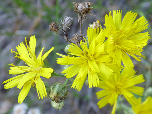Scouler's Hawkweed; Yellow flowers of Scouler's hawkweed (hieracium scouleri), Yellowstone National Park