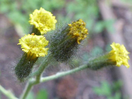 Slender Hawkweed; Four yellow flowerheads - hieracium triste, Titcomb Basin Trail, Wind River Range, Wyoming