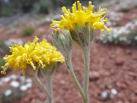 Fineleaf Hymenopappus; Hairy stem and phyllaries - hymenopappus filifolius along the Scheurman Mountain Trail, Sedona, Arizona