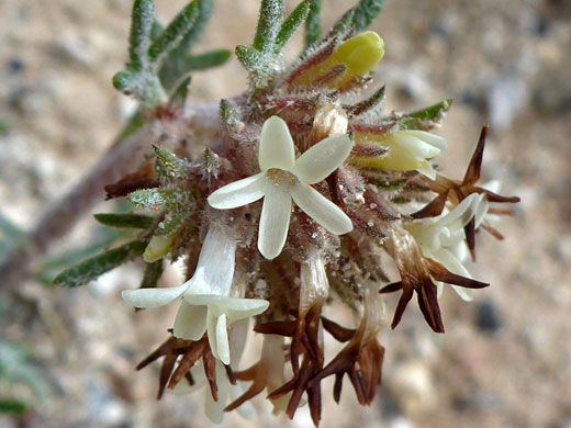 Spiked Ipomopsis; Ipomopsis spicata ssp tridactyla (Cedar Breaks gilia), Ramparts Trail, Cedar Breaks National Monument, Utah