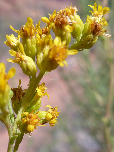 Rusby's Jimmyweed; Yellow florets and phyllaries of isocoma rusbyi, along the Syncline Loop Trail, Canyonlands National Park, Utah