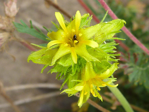 Gordon's Mousetail; Lemon-green flowers of ivesia gordonii (Gordon's mousetail), Uinta Mountains