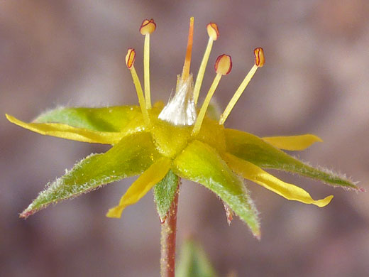 Intermountain Ivesia; Ivesia sabulosa (intermountain ivesia), Fairyland Canyon Trail, Bryce Canyon National Park, Utah