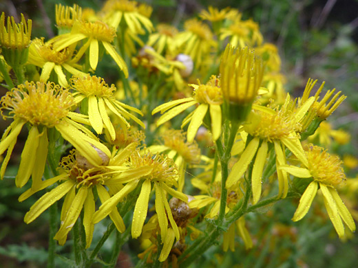 Tansy Ragwort; Jacobaea vulgaris, Humbug Mountain State Park, Oregon