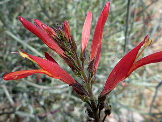 Chuparosa; Red, tubular flowers of justicia californica, at the Desert Botanical Garden, Phoenix, Arizona