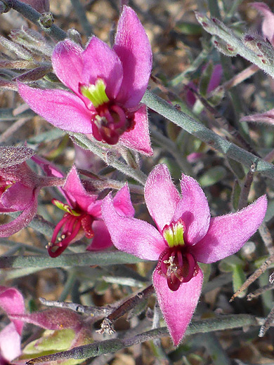 White Ratany; Purple flowers of krameria bicolor, Pinkley Peak, Organ Pipe Cactus National Monument, Arizona