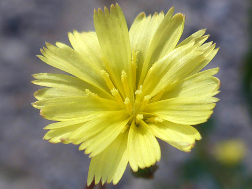 Prickly Lettuce; Yellow flowerhead of lactuca serriola, Mammoth Hot Springs, Yellowstone National Park, Wyoming