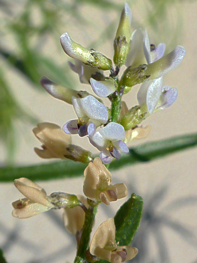 Lance-Leaved Scurf-Pea; Lance-leaved scurf-pea (ladeania lanceolata), White Valley, Utah