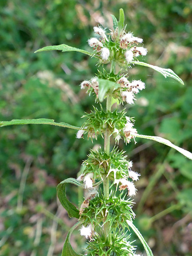 Motherwort; Flowers and spiny bracts of leonurus cardiaca; Cascade Springs, Uinta-Wasatch-Cache National Forest, Utah