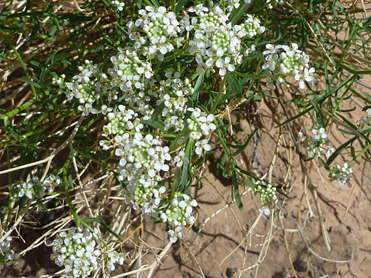 Mountain Pepperweed; White flower clusters of lepidium montanum in Canyonlands National Park, Utah