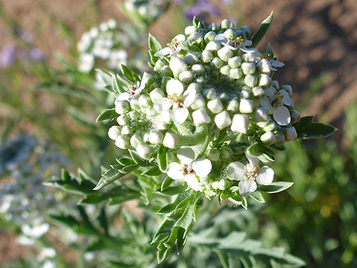 Thurber's Pepperweed; Spherical cluster of white flowers - lepidium thurberi in Cochise Stronghold, Arizona