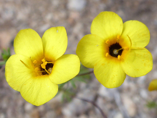 Golden Desert-Trumpets; Two yellow flowers of leptosiphon aureus ssp aureus, Alabama Hills, California