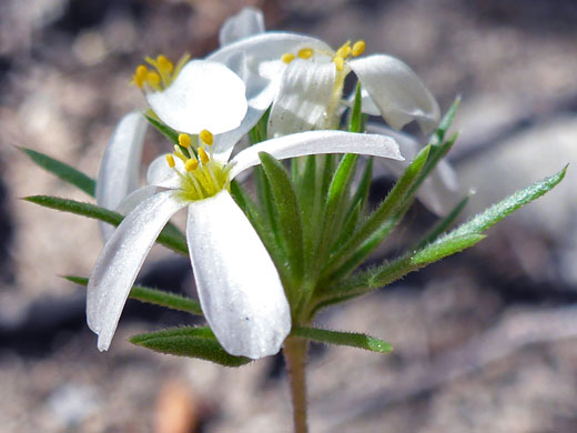 Sierra Linanthus; Leptosiphon pachyphyllus (sierra linanthus), South Lake Trail, Sierra Nevada, California