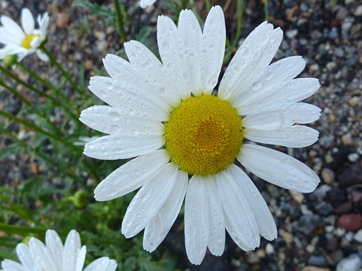 Oxeye Daisy; Leucanthemum vulgare beside Hwy 82 on the west side of Independence Pass, Colorado
