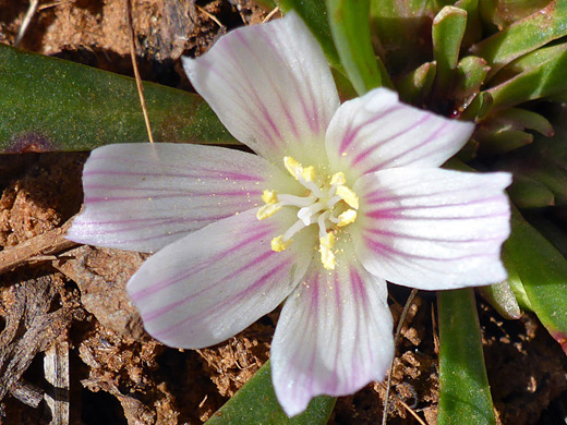 Short-Sepal Bitterroot; Pinkish petals; white filaments and yellow anthers; lewisia brachycalyx, Northgate Peaks Trail, Zion National Park, Utah