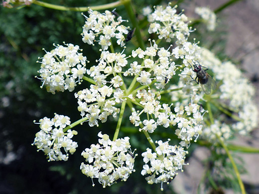 Fern Leaf Biscuitroot; White flowers of ligusticum filicinum - Timpooneke Trail, Mt Timpanogos, Utah