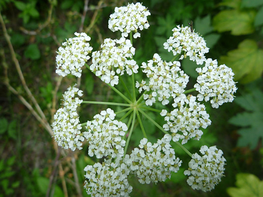 Loveroot; Umbel of small white flowers of ligusticum porteri (osha), along the Mosca Pass Trail in Great Sand Dunes National Park, Colorado
