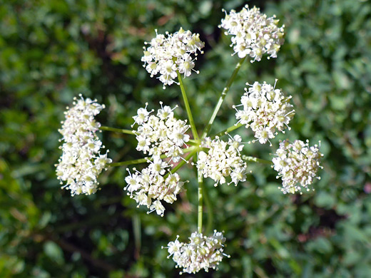 Slender-Leaf Lovage; White flowers of ligusticum tenuifolium - along the Notch Mountain Trail, Uinta Mountains, Utah