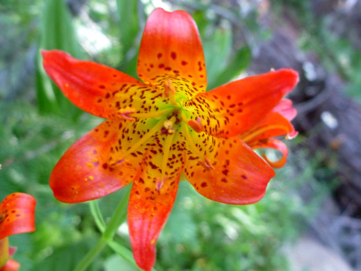 Alpine Lily; Large orange flower - Alpine lily, Yosemite National Park, California