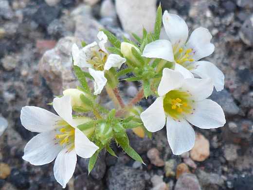 Desert Linanthus; White flowers and green leaves; linanthus demissus, Grapevine Springs, Death Valley National Park, California