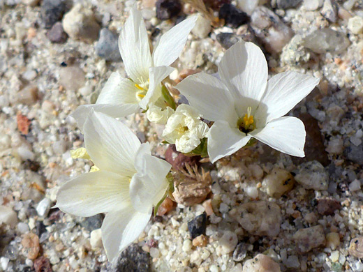 Sandblossoms; Three white flowers; linanthus parryae, Hagen Canyon, Red Rock Canyon State Park, California