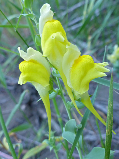 Dalmatian Toadflax; Two-toned yellow flowers of linaria dalmatica beside the Yellowstone River, Gardiner, Wyoming