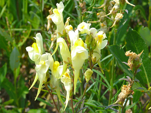 Common Toadflax; Shapely white and yellow flowers of common toadflax (linaria vulgaris), Yellowstone National Park