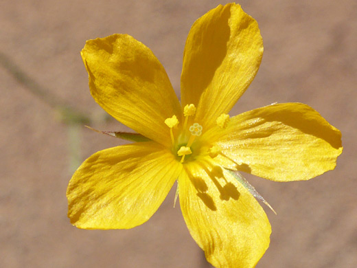Yellow Bristle Flax; Yellow bristle flax (linum aristatum), Lacey Point Trail, Petrified Forest, Arizona